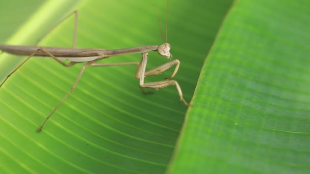 Acasalamento de louva-a-deus. Extremo close-up de inseto mantis — Vídeo de Stock