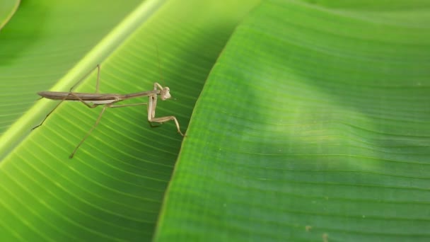 Praying manthis resting on green leaves — стоковое видео