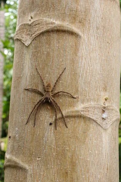 Retrato de araña de cangrejo. Especies de Philodromus, araña cangrejo corriente — Foto de Stock