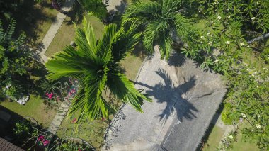 Güzel tropikal bahçede palmiye ağaçları ve çiçekleri olan bir bungalov.