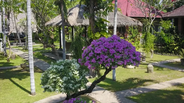 Bougainvillea Blumen Textur und Hintergrund. Rote Blüten der Bougainvillea. Nahaufnahme der Bougainvillea rote Blume. Bunte lila Blumen Textur und Hintergrund für Designer — Stockfoto