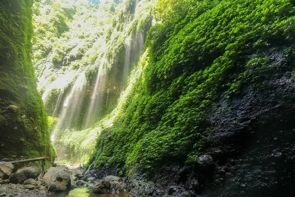 Cascada de Madakaripura en el parque nacional. La cascada más alta de Java Island. Naturaleza paisaje fondo de viaje y vacaciones vacaciones en Indonesia. Atracción turística —  Fotos de Stock