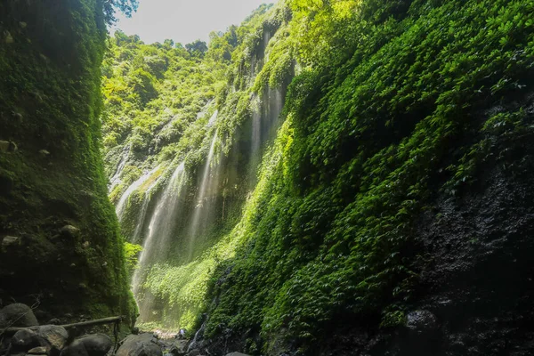 Wodospad madakaripura w parku narodowym. Najwyższy wodospad na wyspie Java. Natura Krajobraz tło podróży i wakacji wakacje w Indonezji. Atrakcja turystyczna — Zdjęcie stockowe