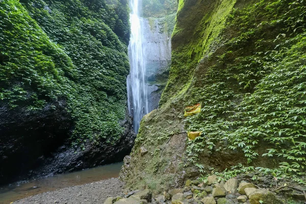 Madakaripura Cascade-Forêt profonde Cascade à Java Est, Indonésie — Photo