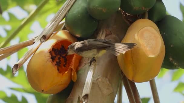 Vogels eten tropische vruchten en zaden op een boom. Een Kleurrijke vogel zit op de takken van de boom en eet fruit — Stockvideo
