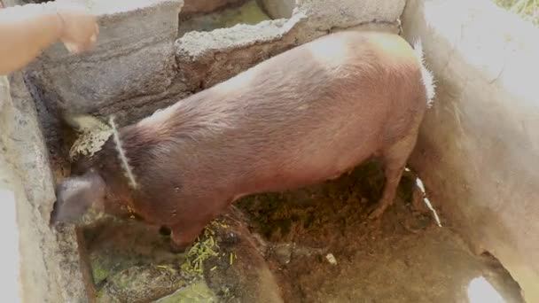 Porc d'engraissement mange à partir d'une auge en pierre. Gros plan d'un porc qui mange de la nourriture dans un enclos. Un porc dans une ferme locale — Video