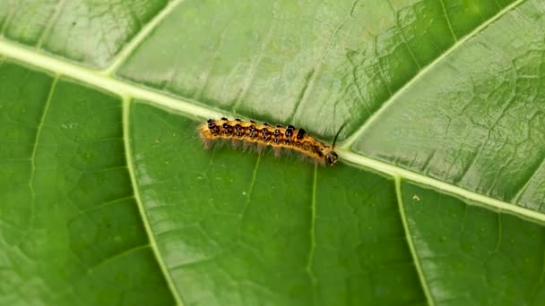 Färgad lurvig larv på lövet i gräset. Insekternas larv i skogen. Djur insekt sommar natur - ett tecken på god ekologi — Stockvideo