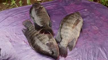 Masadaki birkaç Tilapia balığının yakın çekimi.