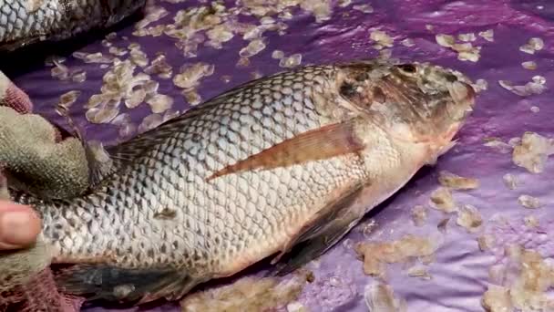 Limpieza de pescado fresco de escamas manos de mujer con un primer plano cuchillo. El cocinero limpia el pescado perca del Nilo. Concepto de comida saludable — Vídeo de stock