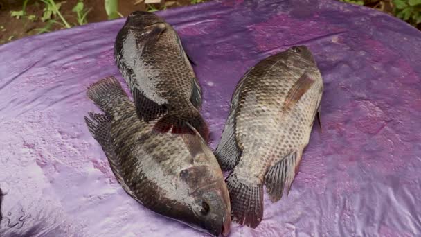 Primer plano de varios peces de tilapia en una mesa — Vídeos de Stock