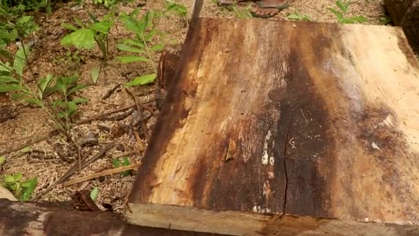 Baumfäller sägt Baumstamm mit Kettensäge ab — Stockvideo
