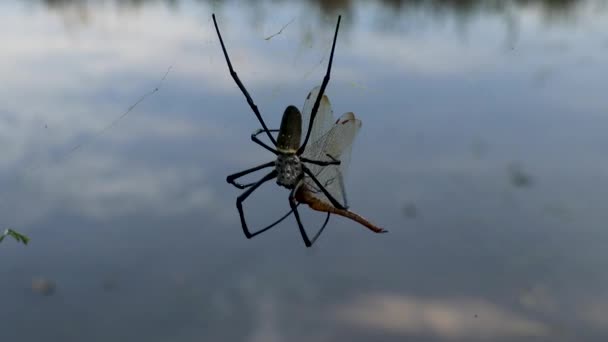 Крупный план большого паука в паучьей сети, поедающего свою добычу. Большой красочный паук поймал стрекозу в сети. Жуткий природный фон — стоковое видео