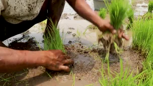 農家は伝統的な米を栽培しています。畑に米を植える労働者の終わり — ストック動画