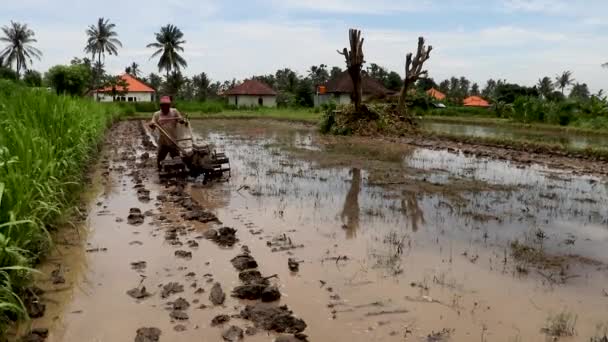 Bali, Indonezja, 19 marca 2021 r. Rolnik orał błotniste pole ciągnikiem ręcznym. Rolnik używa ciągnika do orania pola ryżowego wypełnionego wodą, aby przygotować się do sadzenia w następnym sezonie. Ziemia błotna — Wideo stockowe