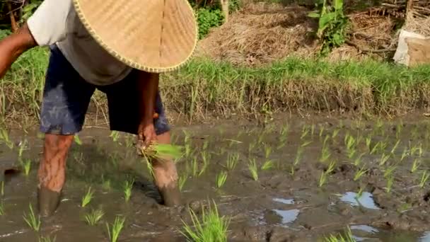 Bali, Indonesia, 21 de febrero de 2021. Primer plano de un agricultor plantando arroz con maquinaria agrícola de proceso tradicional. Vídeo 4K. Estilo de vida local — Vídeos de Stock