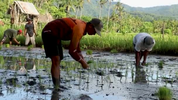 Bali, Indonesië, 21 februari 2021. Landbouwers planten rijst met traditionele proceslandbouw. 4K video. Levensstijl van de lokale bevolking — Stockvideo