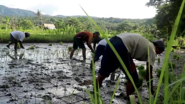 Bali, Indonésia, 21 de fevereiro de 2021. Agricultores plantando arroz com agricultura de processo tradicional. Vídeo 4K. Estilo de vida das pessoas locais — Vídeo de Stock