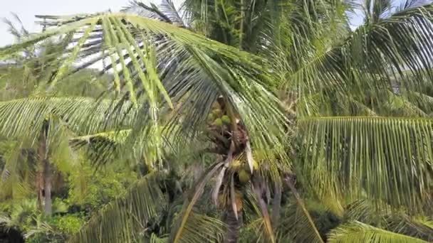 Kokosy rosną na palmach. Close-up widok korony drzewa palmy kokosowe — Wideo stockowe