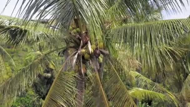 Зеленые кокосы в короне пальмы. Воздушное закрытие — стоковое видео