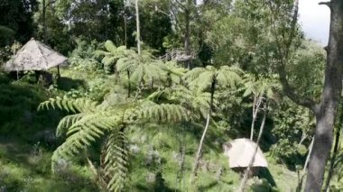 Ağaçlar arasında gerilmiş çelik iplerin hava izleri. Bali 'nin yağmur ormanlarında halatla kayma. Ormandaki kablo hattının 4K hava aracı görüntüsü. Ormanda halatla kayarken