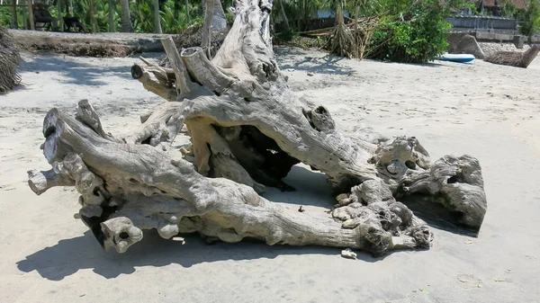 Albero morto su una spiaggia a luce del sole — Foto Stock