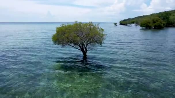 Kleurrijke vakantie shot met eenzame groene mangrove boom in het midden van de oceaan gevuld met blauw groen water. De bewolkte lucht — Stockvideo