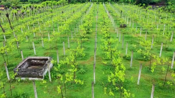 Bovenaanzicht. Rijen van wijngaarden antenne. Gladde wijngaardlijnen. Luchtfoto van een wijngaard plantage. Boeren oogsten trossen druiven — Stockvideo