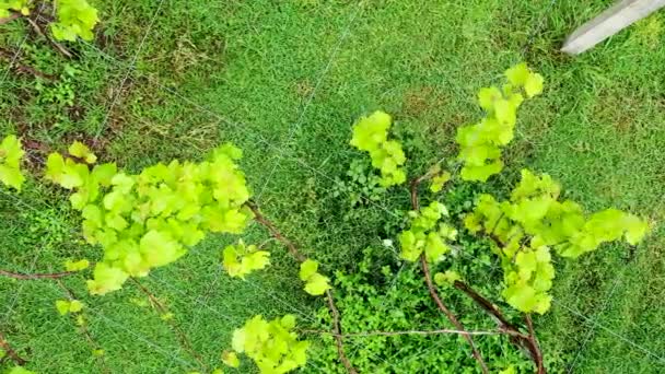 Aerial top down view of vineyards in Pemuteran, Bali. Top down close view over crops of winery grapes — Stock Video