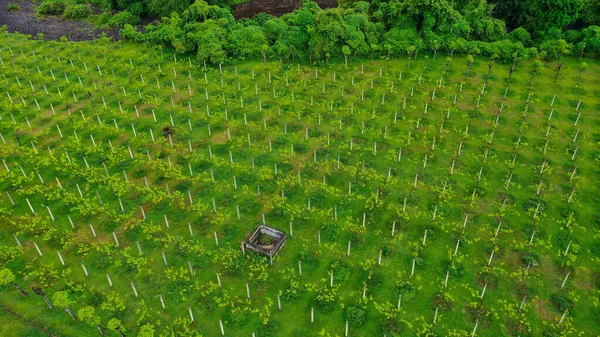 Flygvideo i ett fantastiskt vingårdslandskap, med drönare, ovanför vingårdar i en vacker dag — Stockfoto
