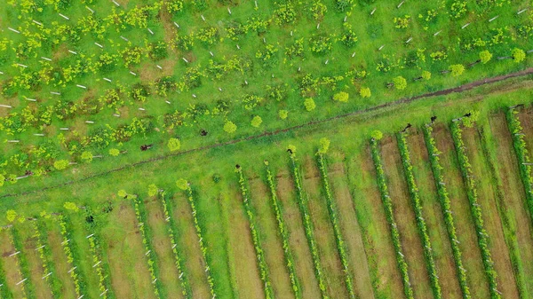 Letecký pohled shora dolů na vinice v Pemuteran, Bali. Shora dolů pohled na úrodu vinných hroznů — Stock fotografie