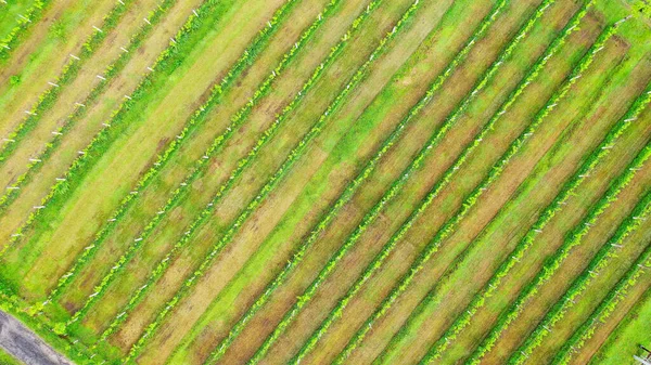 Αεροφωτογραφία των αμπελώνων στο Πεμουτεράν του Μπαλί. Top down κοντινή θέα πάνω από τις καλλιέργειες των σταφυλιών οινοποιείο — Φωτογραφία Αρχείου