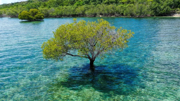 Kleurrijke vakantie shot met eenzame groene mangrove boom in het midden van de oceaan gevuld met blauw groen water. De bewolkte lucht — Stockfoto