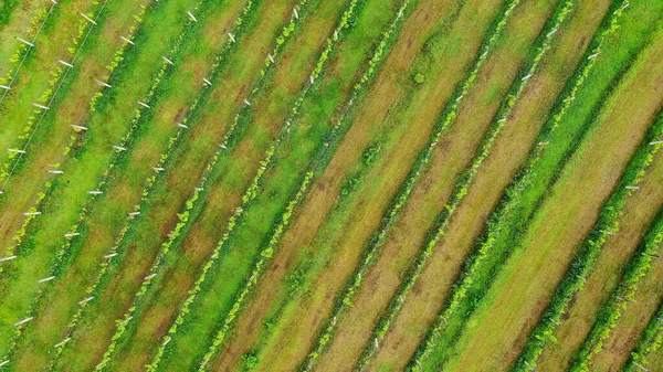 Αεροφωτογραφία των αμπελώνων στο Πεμουτεράν του Μπαλί. Top down κοντινή θέα πάνω από τις καλλιέργειες των σταφυλιών οινοποιείο — Φωτογραφία Αρχείου
