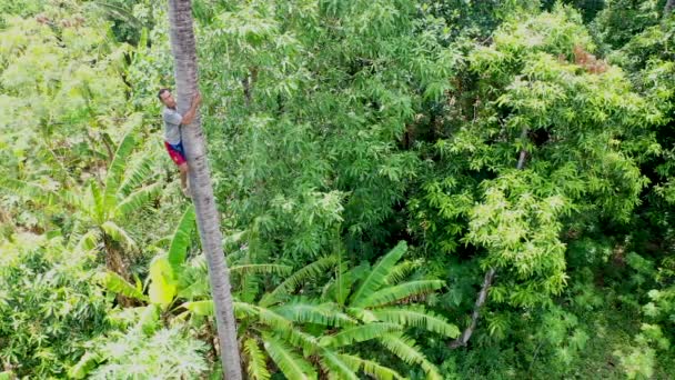 熟練した勇敢な地元の男はヤシの木の幹に座ってヤシの葉に対してノックダウンする — ストック動画