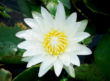 Beyaz lotus çiçek