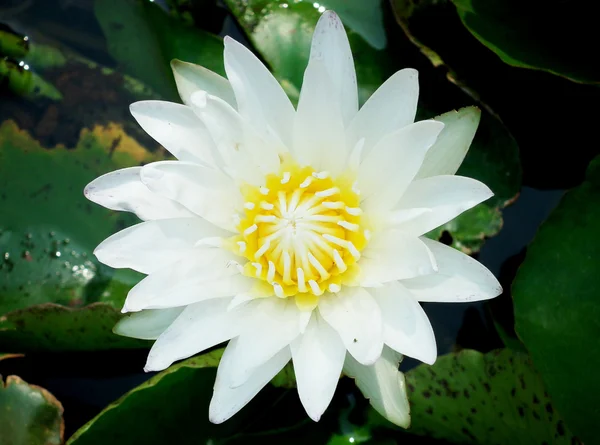 Witte lotus bloeien — Stockfoto