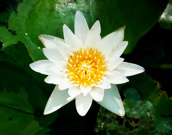 Witte lotus bloeien — Stockfoto