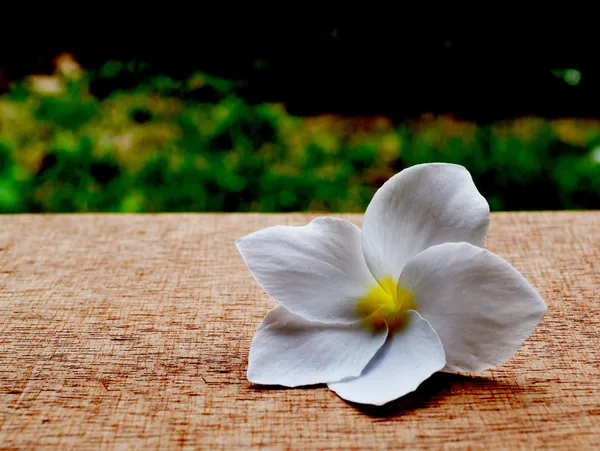 Flor de Frangipani en la madera marrón — Foto de Stock