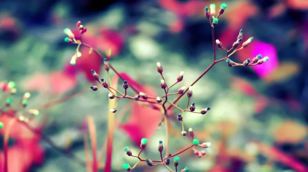 Красочный Цветок Травы Весенний Фон Природы — стоковое фото
