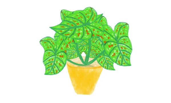 Farverig Caladium Tropisk Plante Pot Håndtegnet Illustration - Stock-foto