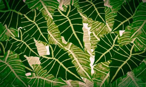 Svěží Zelené Tropické Listy Jaro Příroda Akvarel Design Pozadí — Stock fotografie