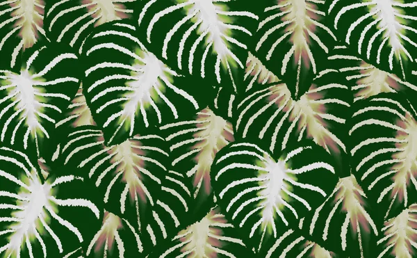 Zelené Bílé Tropické Listy Relaxovat Jarní Příroda Pozadí — Stock fotografie