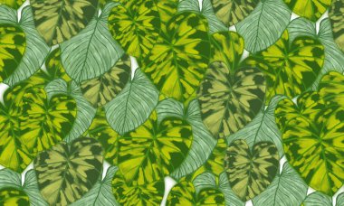 Yeşil tropikal yapraklar soyut bahar, yaz mevsimi doğa arka planı