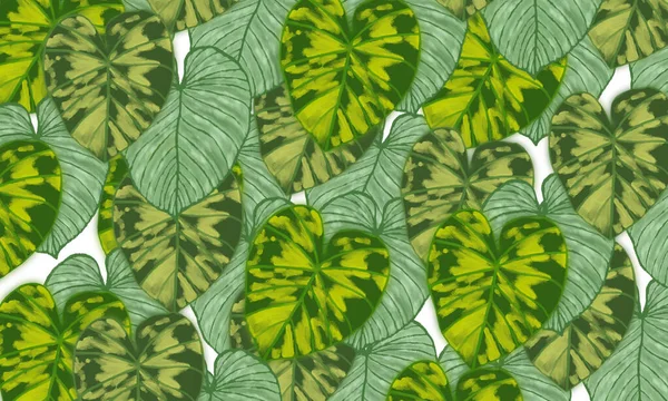 Green Tropical Leaves Abstract Spring Summer Nature Background — Fotografia de Stock