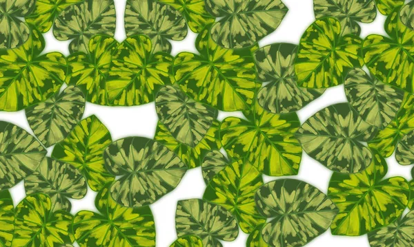 Green Tropical Leaves Abstract Spring Summer Nature Background — Stockfoto