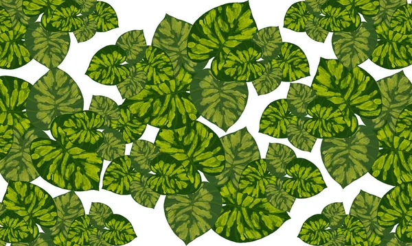 緑の熱帯の葉春パターン手描きイラスト壁紙背景 — ストック写真