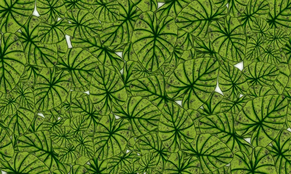 Зелене Тропічне Листя Весняний Візерунок Намальовані Вручну Ілюстрації Шпалери Фон — стокове фото