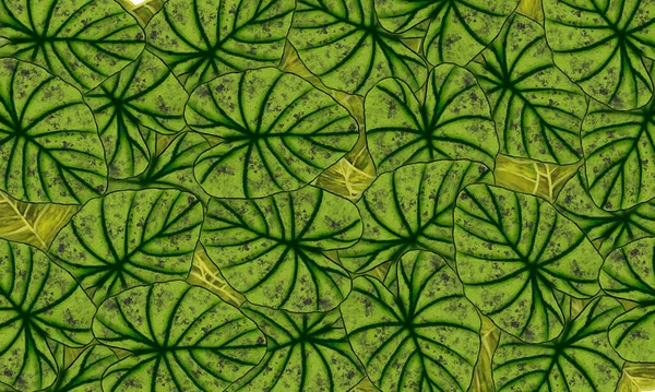 Groene Tropische Bladeren Lente Patroon Met Hand Getekend Illustratie Behang — Stockfoto