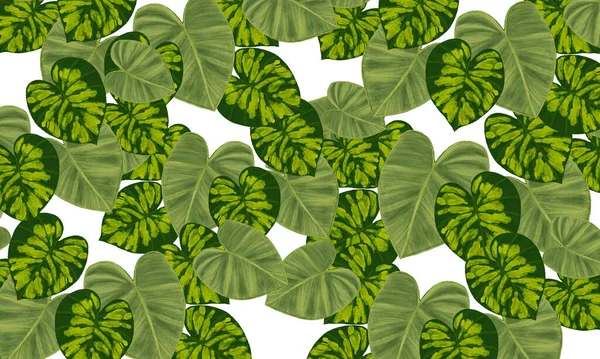 Verde Hojas Tropicales Patrón Dibujado Mano Fondo Pantalla Naturaleza Diseño —  Fotos de Stock