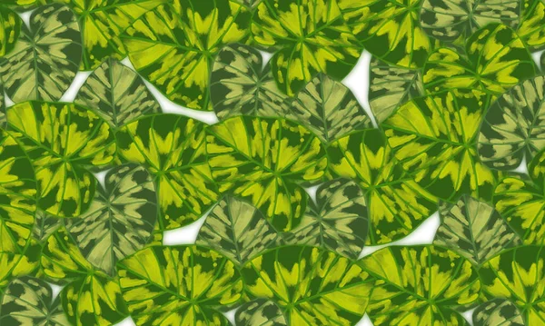 Green Tropical Leaves Abstract Spring Summer Nature Background — Stock Fotó